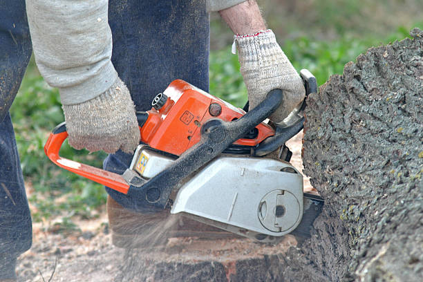 Best Root Management and Removal  in Hiram, GA