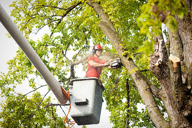 Best Tree Trimming and Pruning  in Hiram, GA