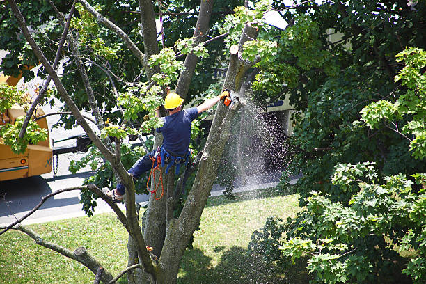 Best Storm Damage Tree Cleanup  in Hiram, GA